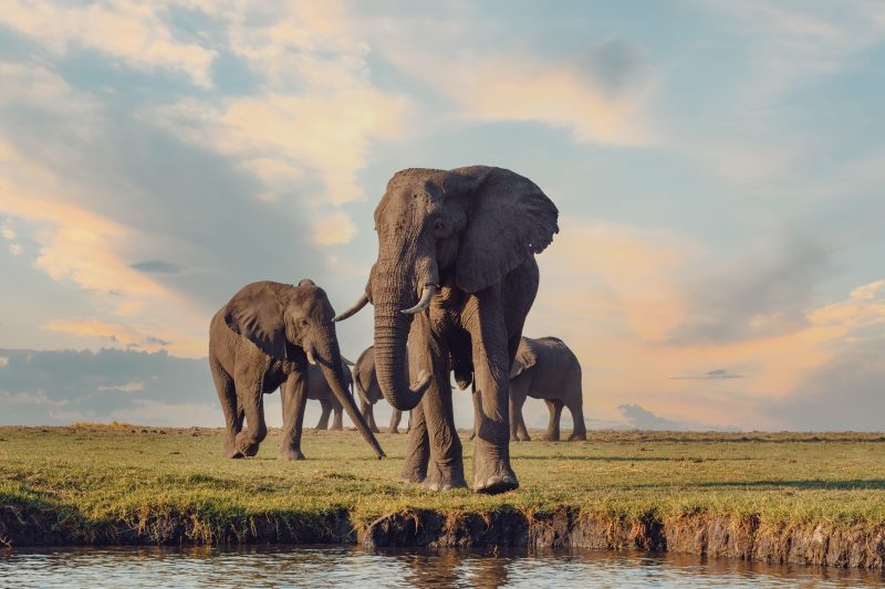 Elephants in the Botswana wilderness