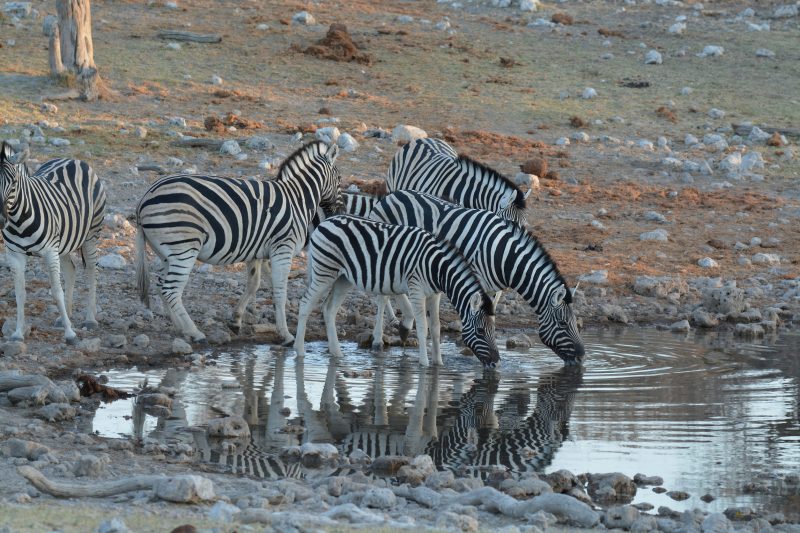 Wildlife at a waterhole in Etosha National Park, Namibia