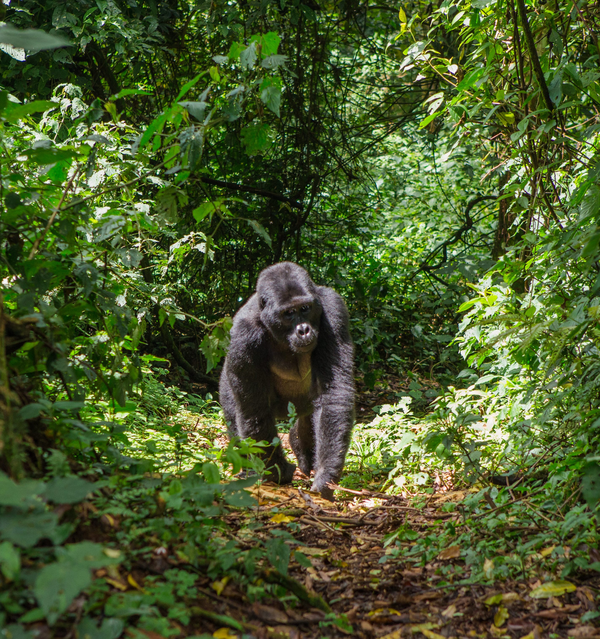 Mountain gorilla in Bwindi Impenetrable Forest, Uganda