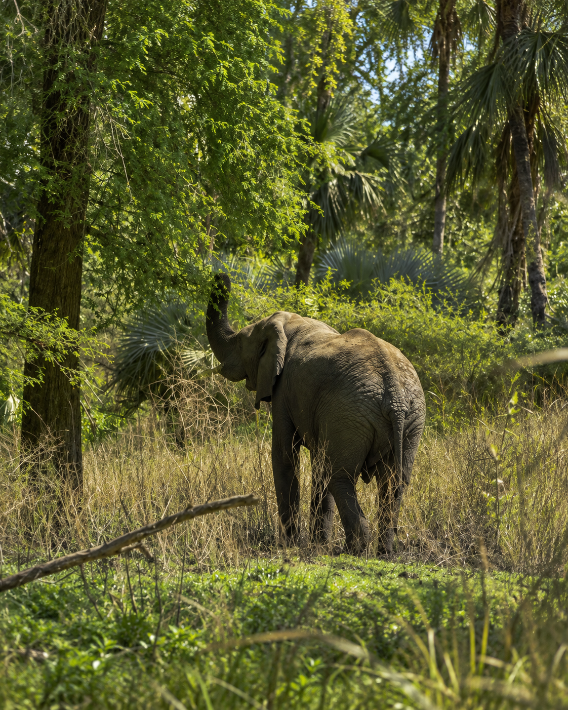 Wildlife in a wooded Mozambique landscape