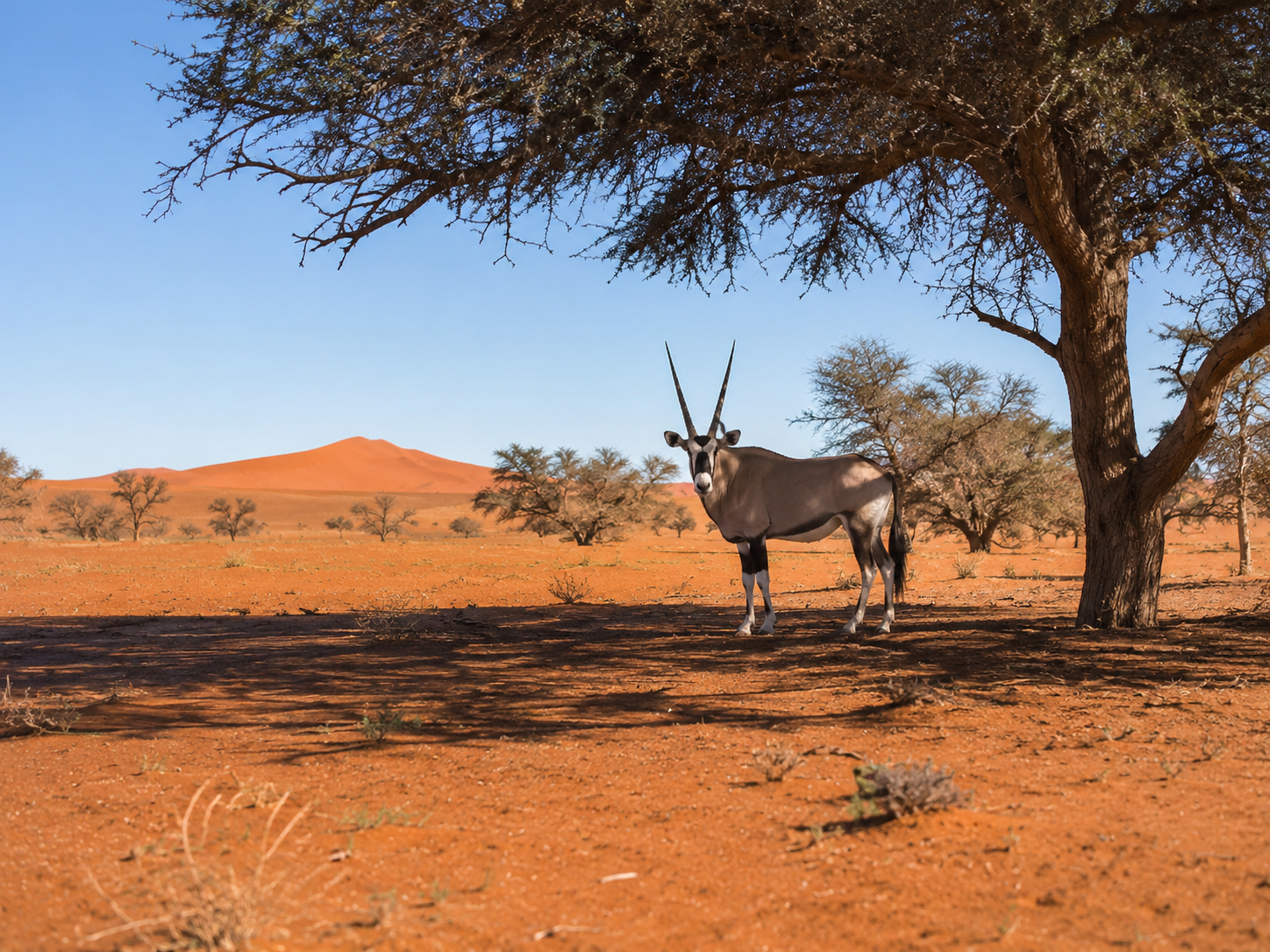 Oryx in the Namibian desert landscape