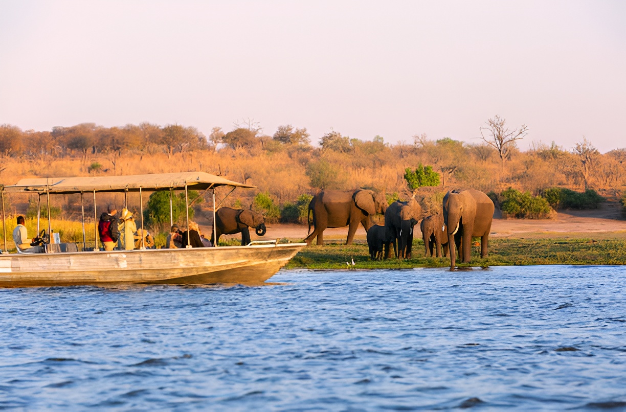 Elephants beside the Chobe River in Botswana
