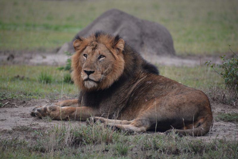Wildlife safari in the African wilderness