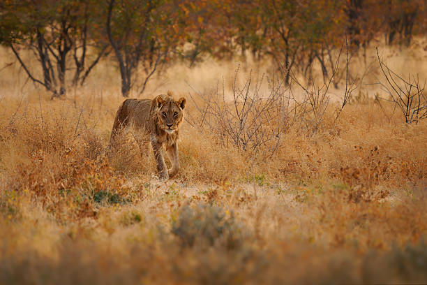 Wildlife gathering at an Etosha waterhole in Namibia