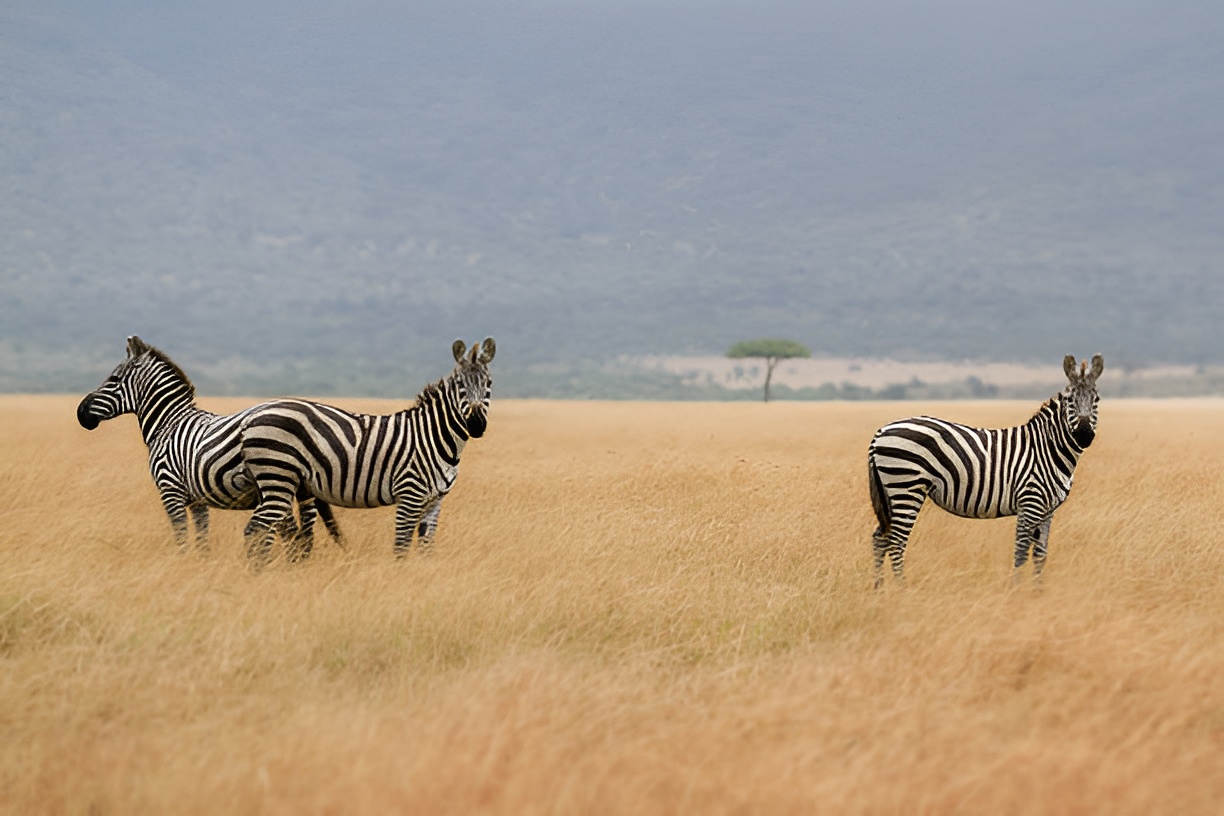 Gorongosa National Park wilderness in Mozambique