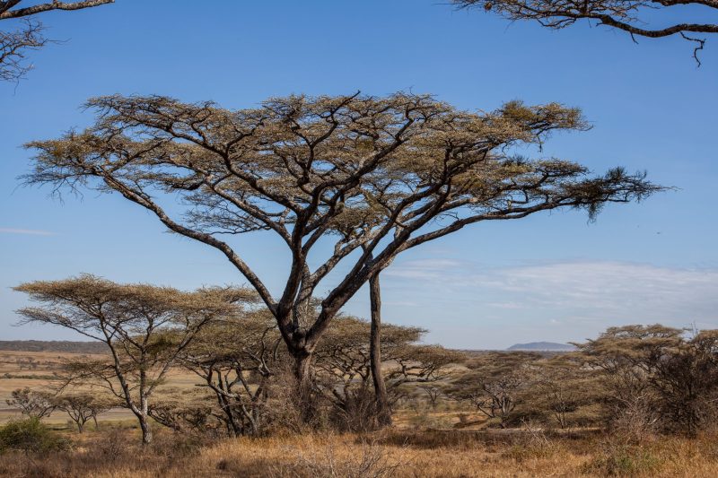 Open plains landscape in Tanzania