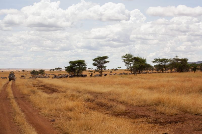 Wilderness landscape in Ruaha and southern Tanzania