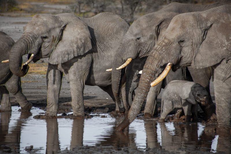 Wildlife safari in Africa