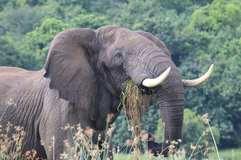 Tanzania wilderness and wildlife
