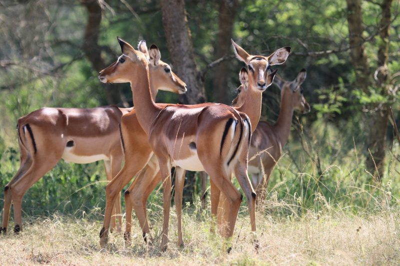 Wildlife in Tanzania
