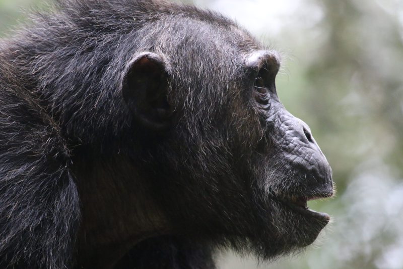 Primate trekking in an African rainforest