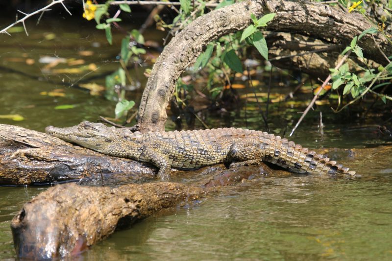 Wildlife in the waterways of southern Tanzania