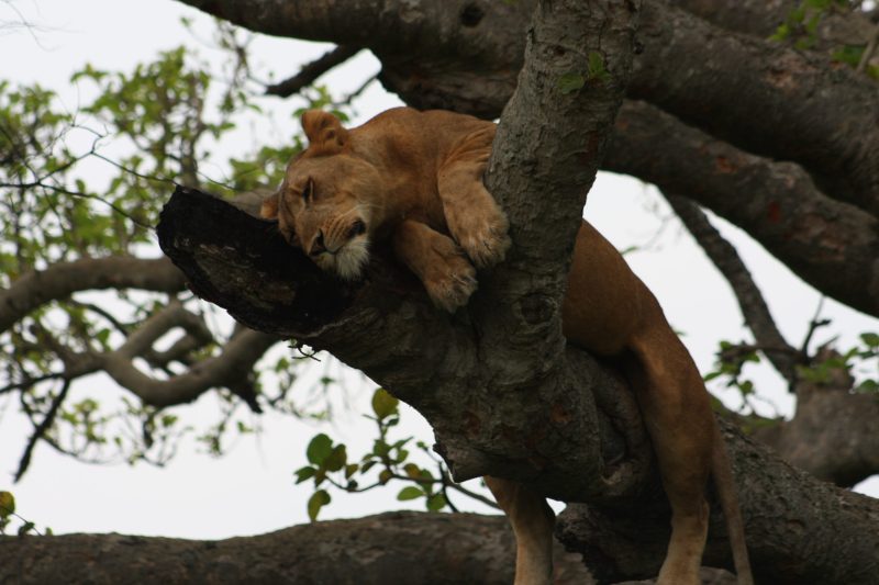 Queen Elizabeth National Park in Uganda
