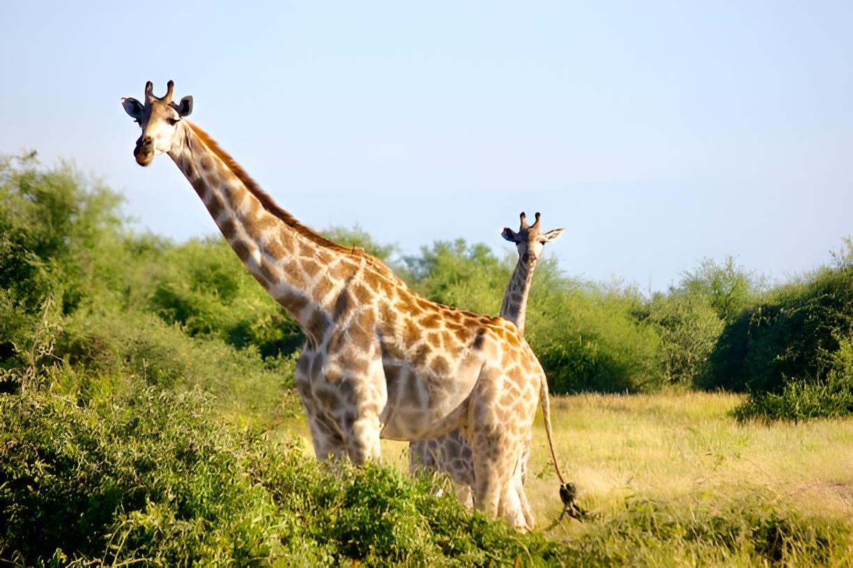 Wildlife in Botswana's Kwando Private Reserve