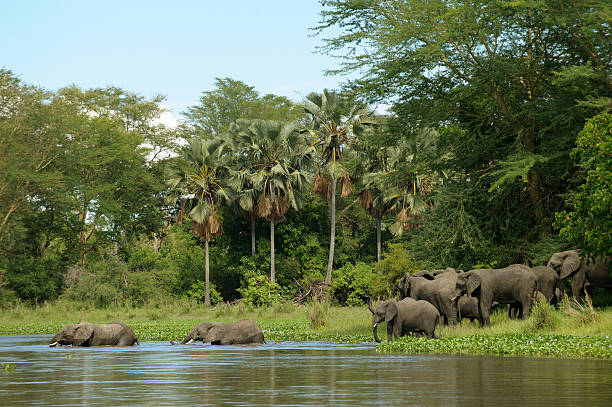 Liwonde National Park, Malawi