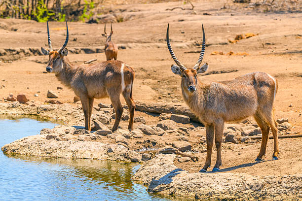 Majete Wildlife Reserve, Malawi
