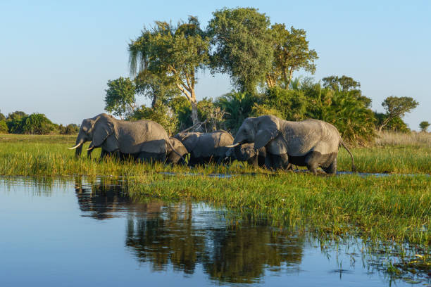 Botswana Okavango Delta safari