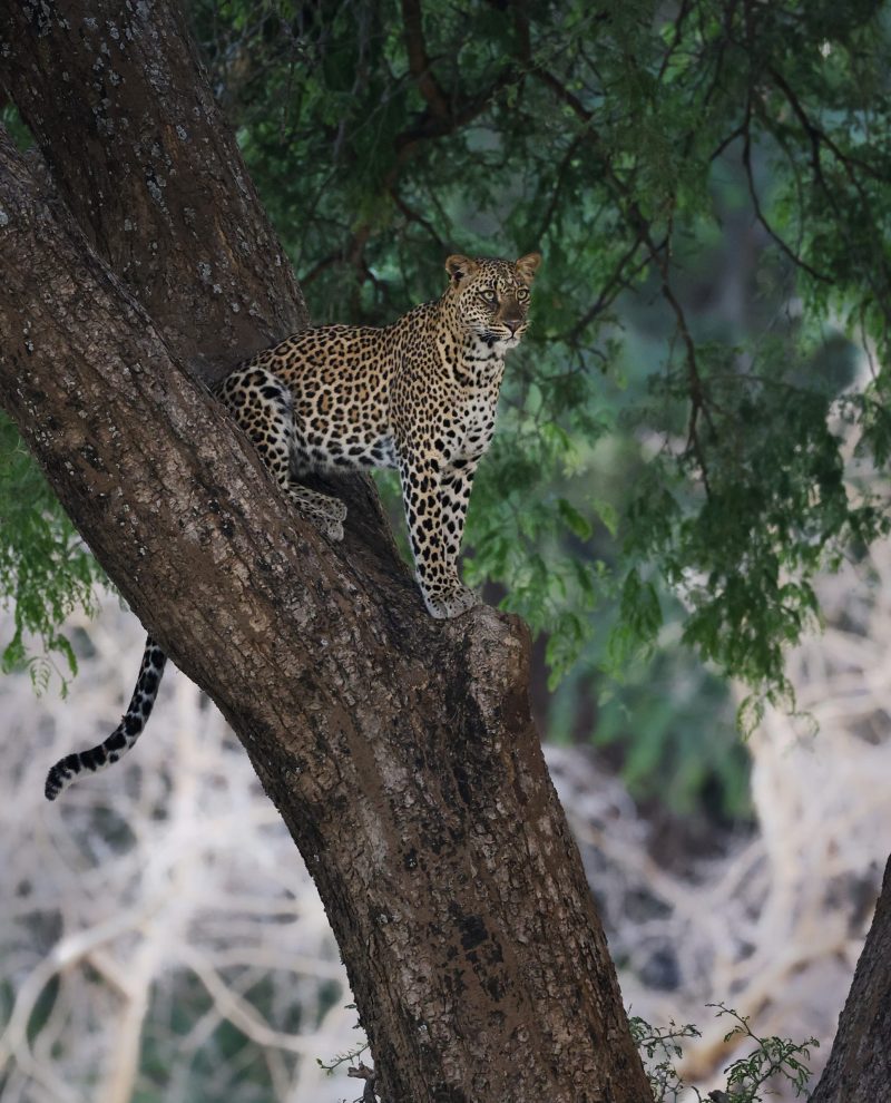 Leopard in Zambia