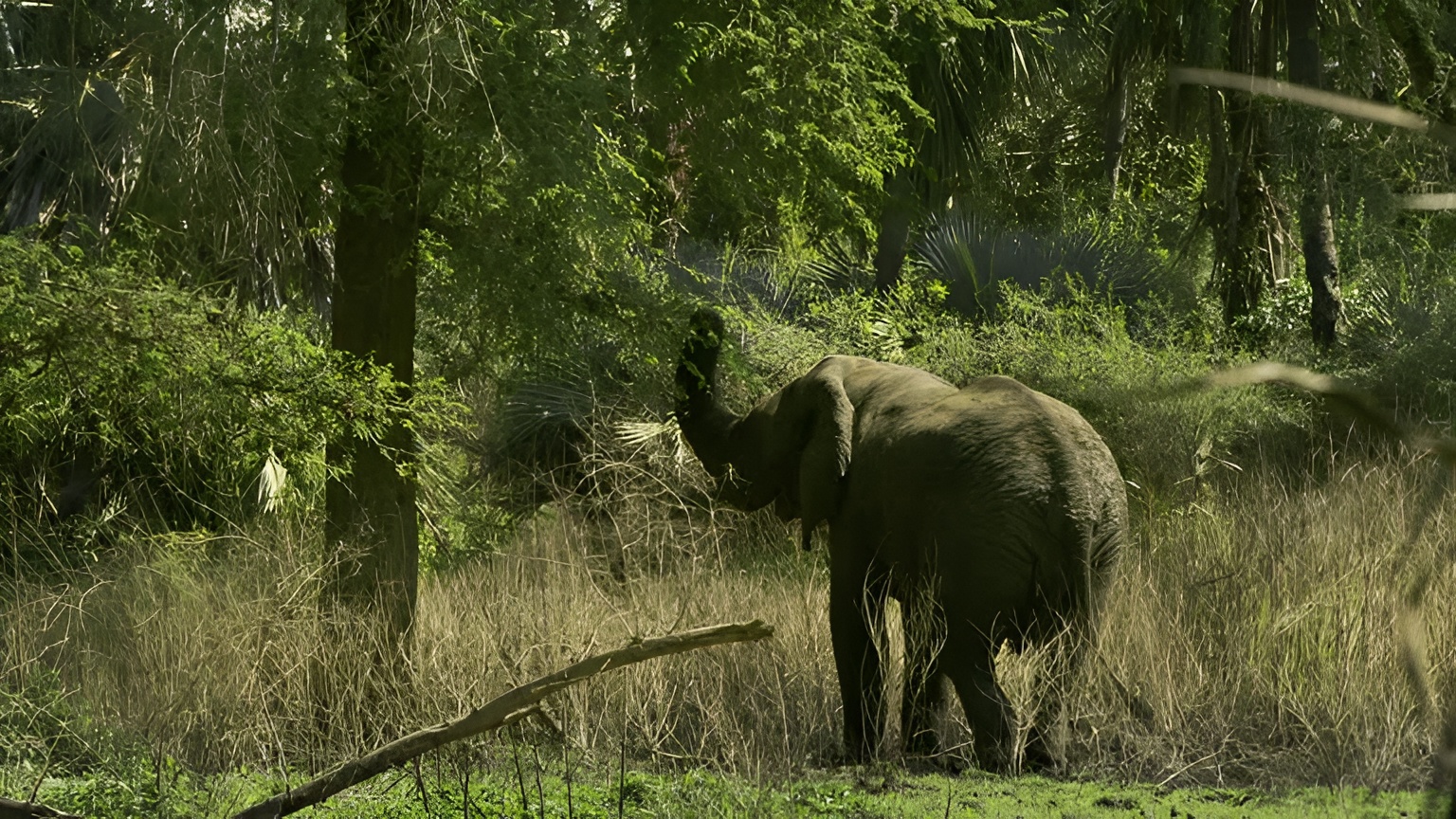 Wildlife beside a waterhole in Gorongosa National Park