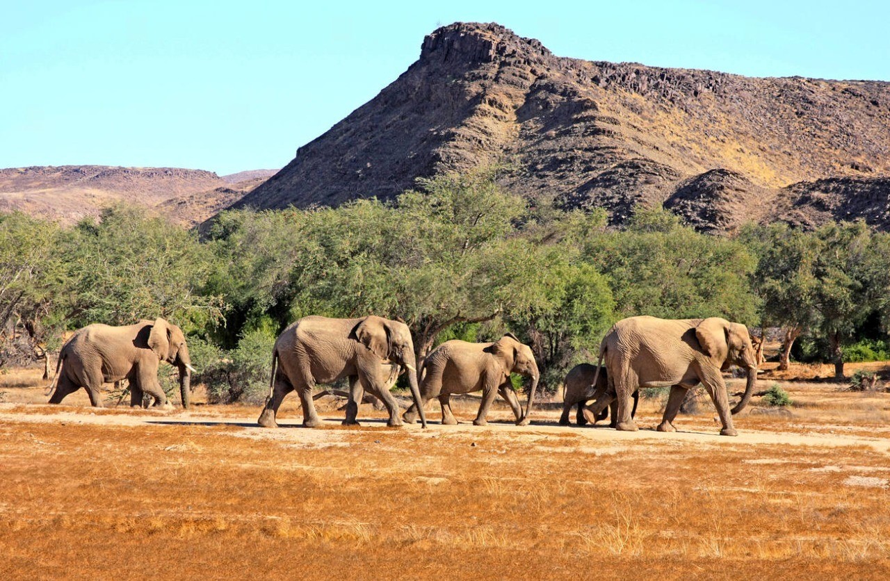 Desert-adapted elephants in Damaraland, Namibia