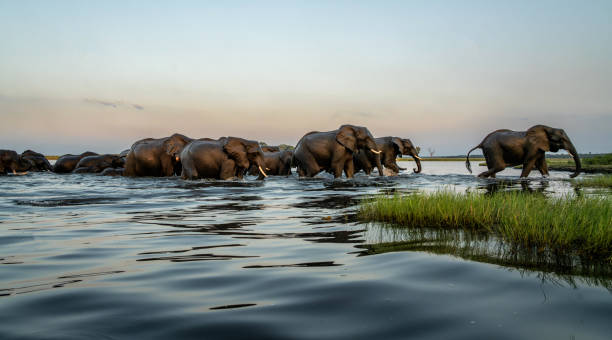 Elephants crossing the Chobe River in Botswana