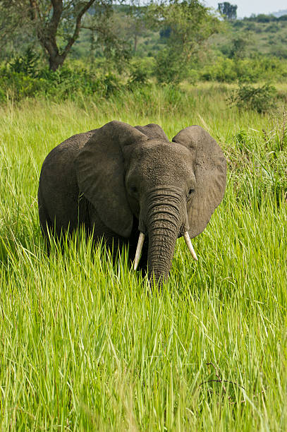 Elephant in Queen Elizabeth National Park, Uganda