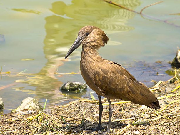 Hamerkop bird near its large nest