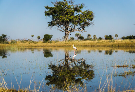Mokoro safari through the waterways of the Okavango Delta