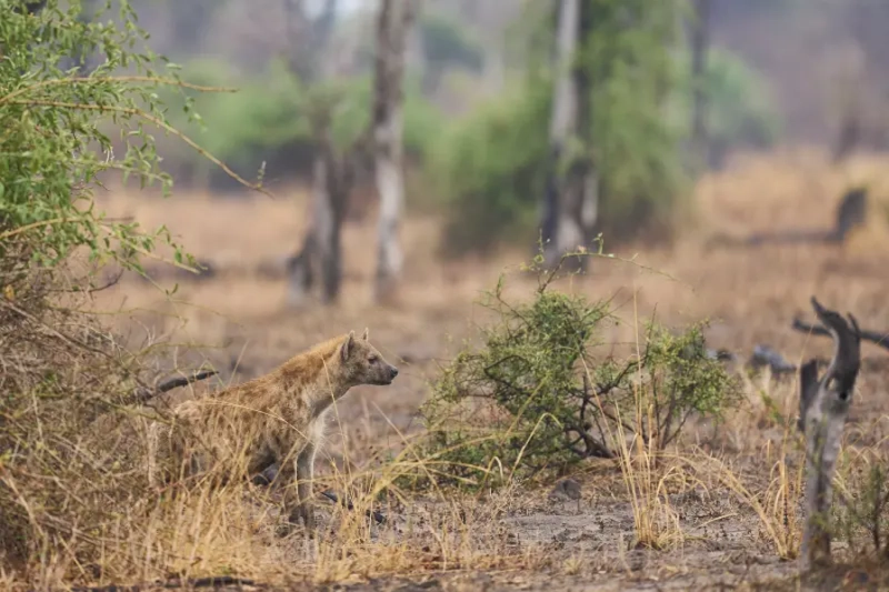Walking safari in South Luangwa National Park, Zambia