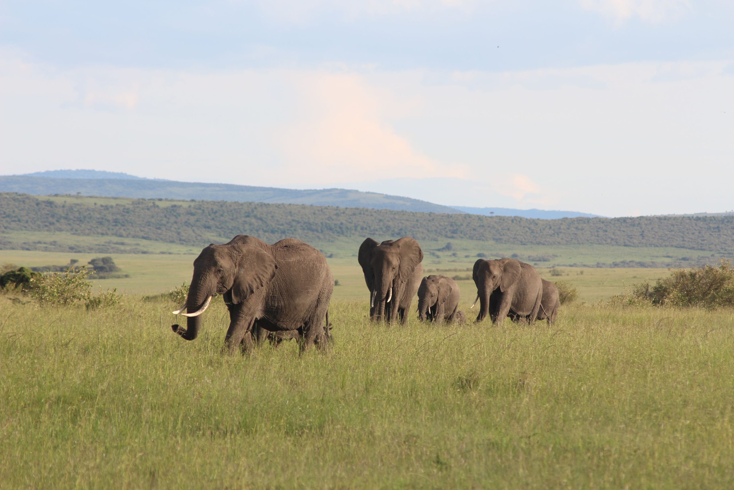 Guests watching wildlife across the African wilderness