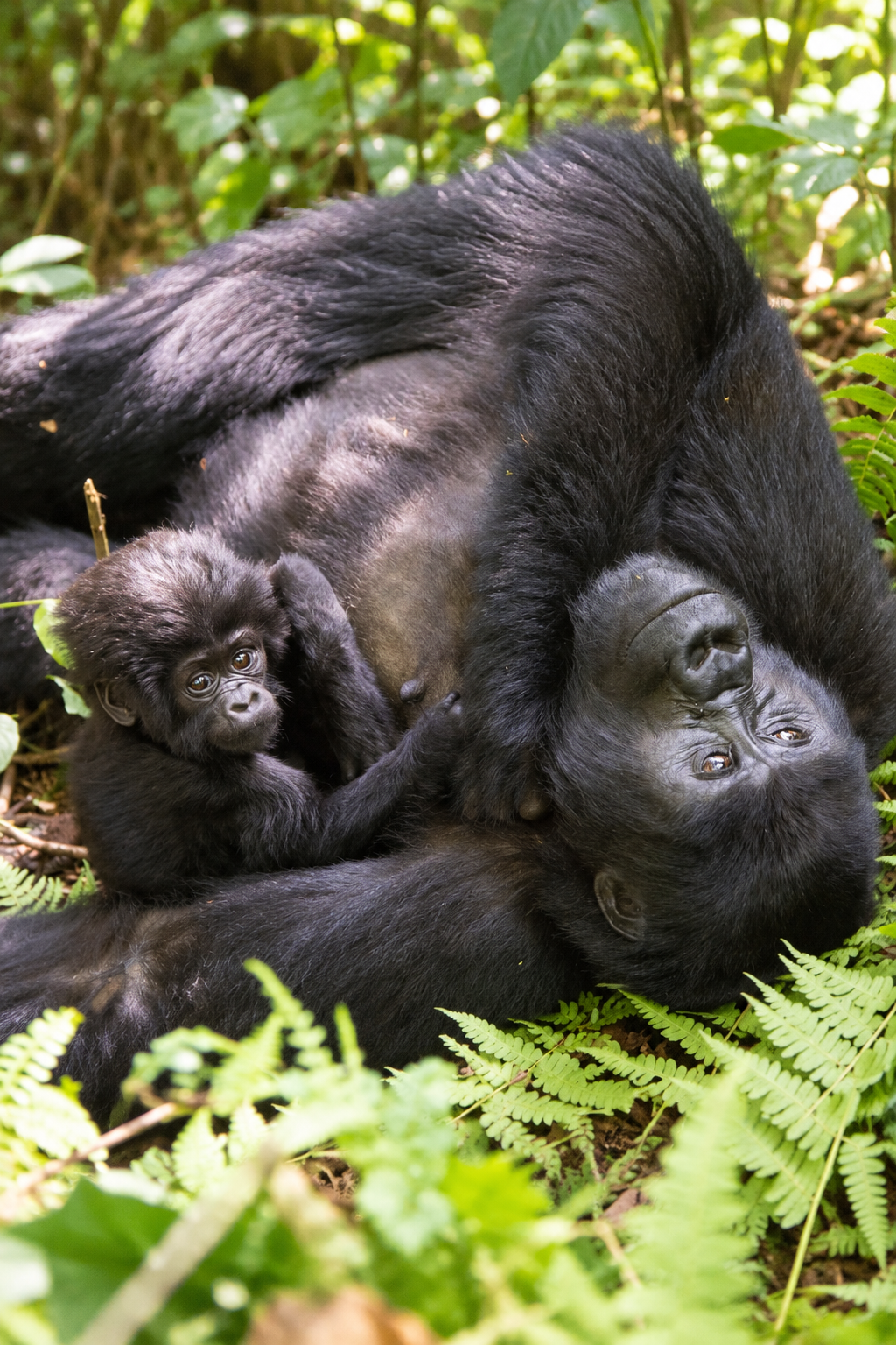 Mountain gorilla in Uganda