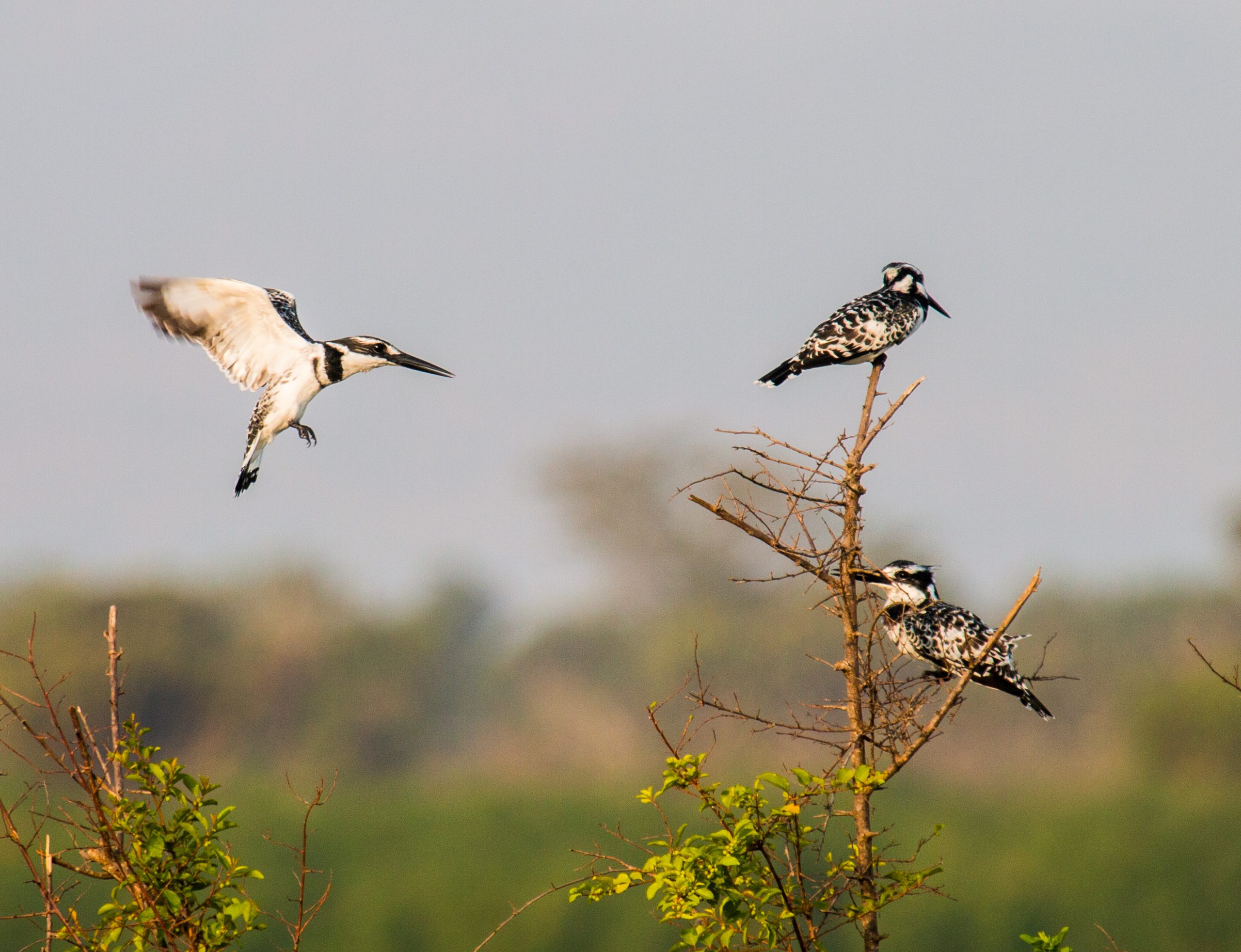 Birding in Africa