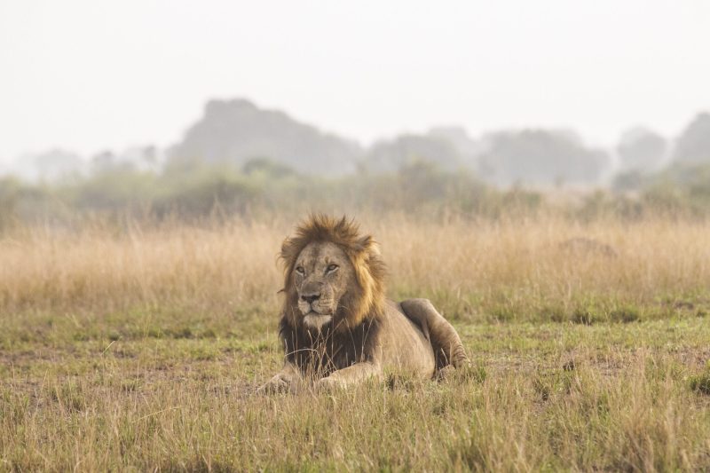Wildlife in Savuti, Botswana