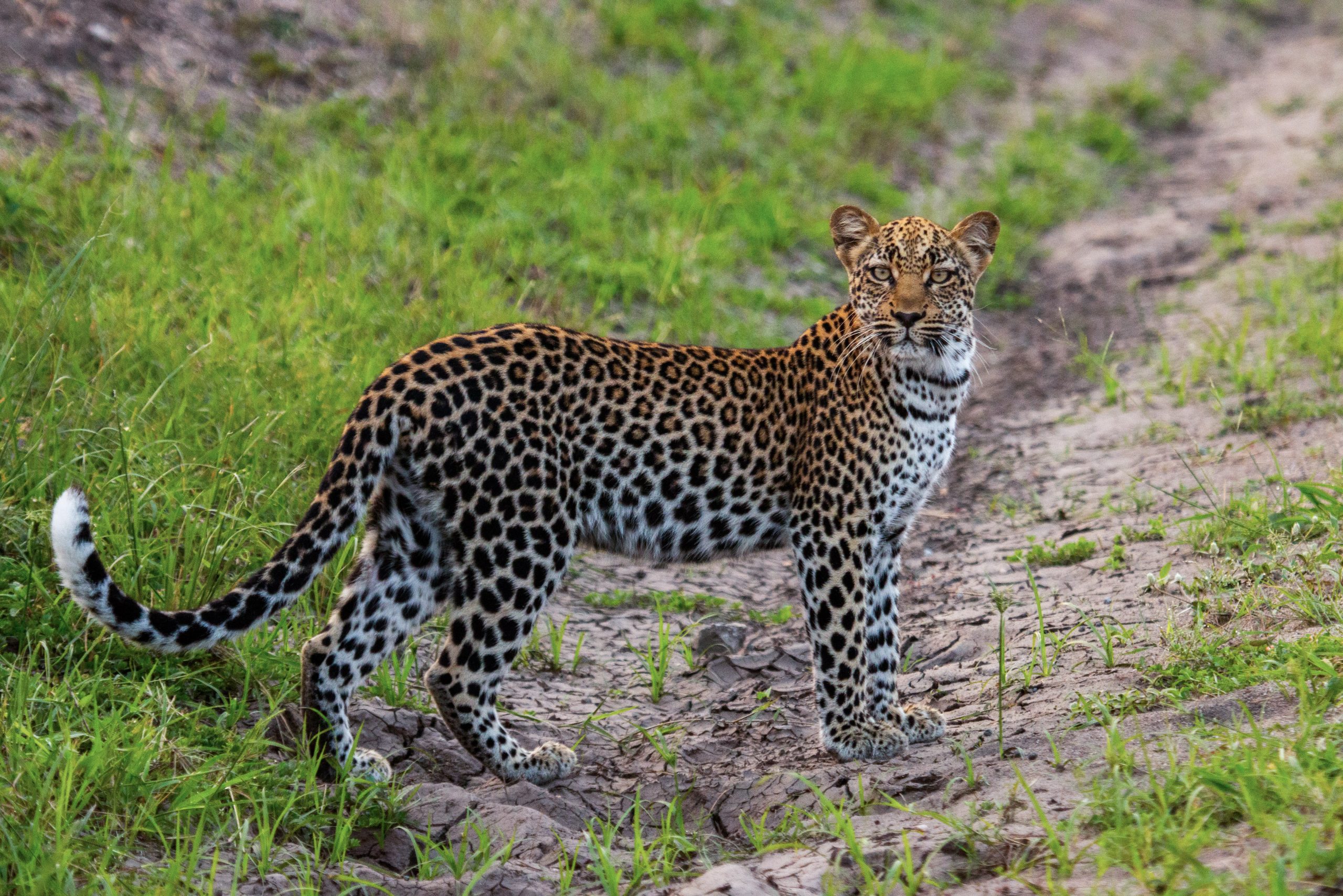 Leopard moving through an African wilderness landscape