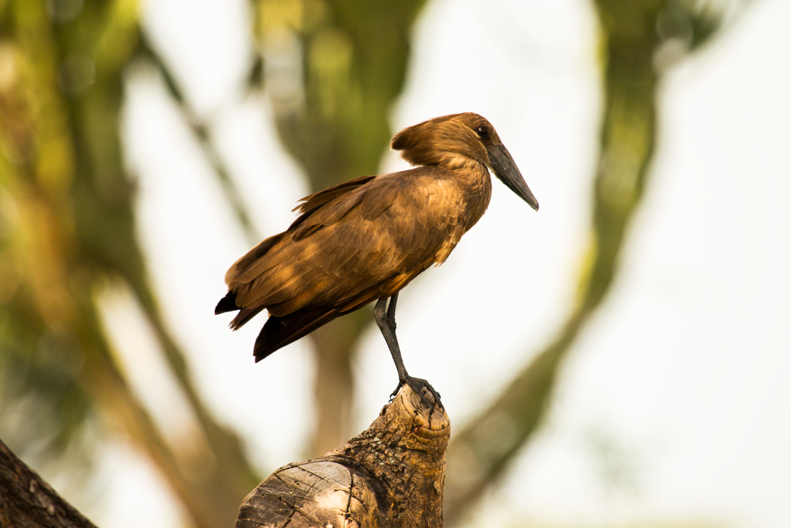 Hamerkop bird
