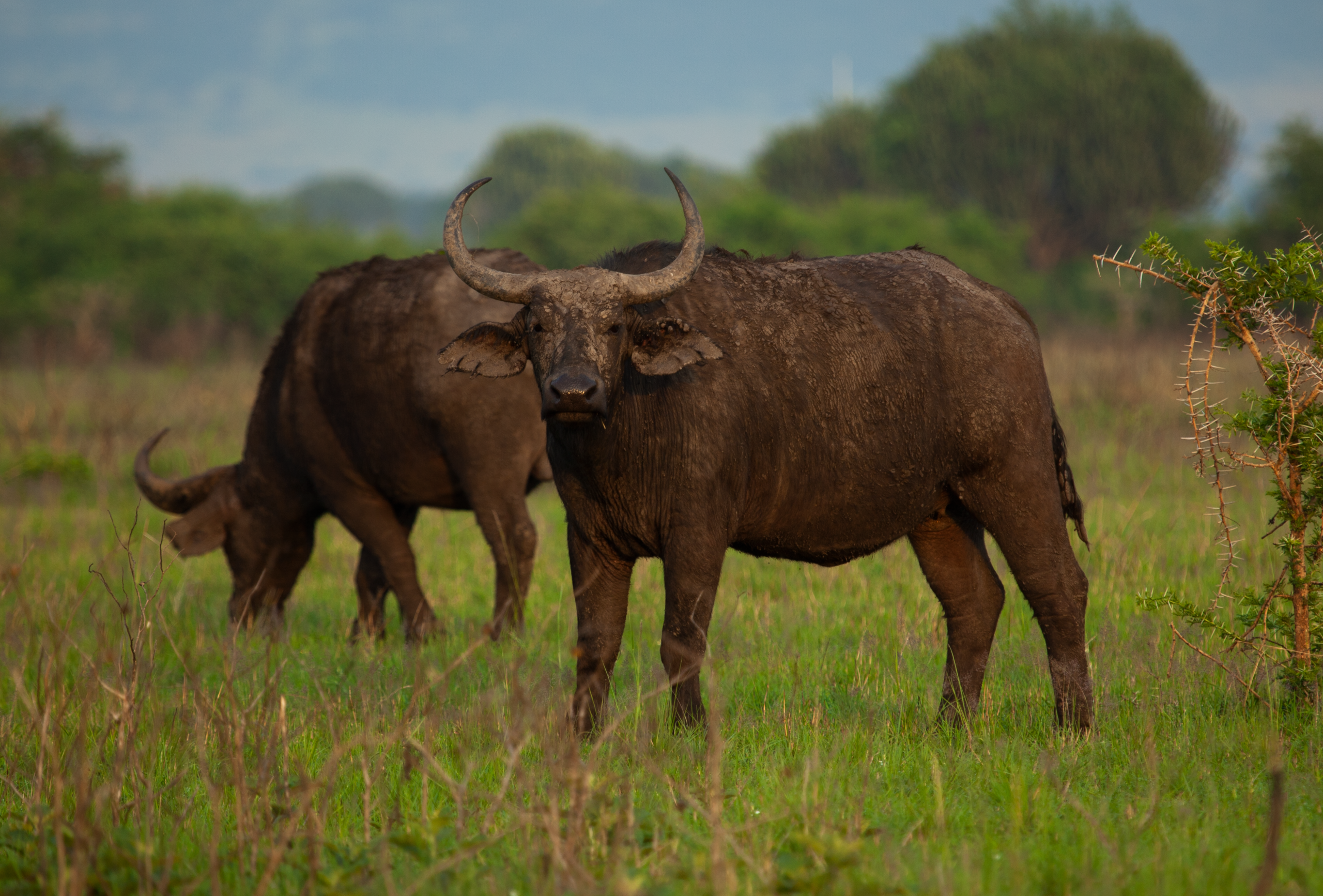Wildlife photography in Africa