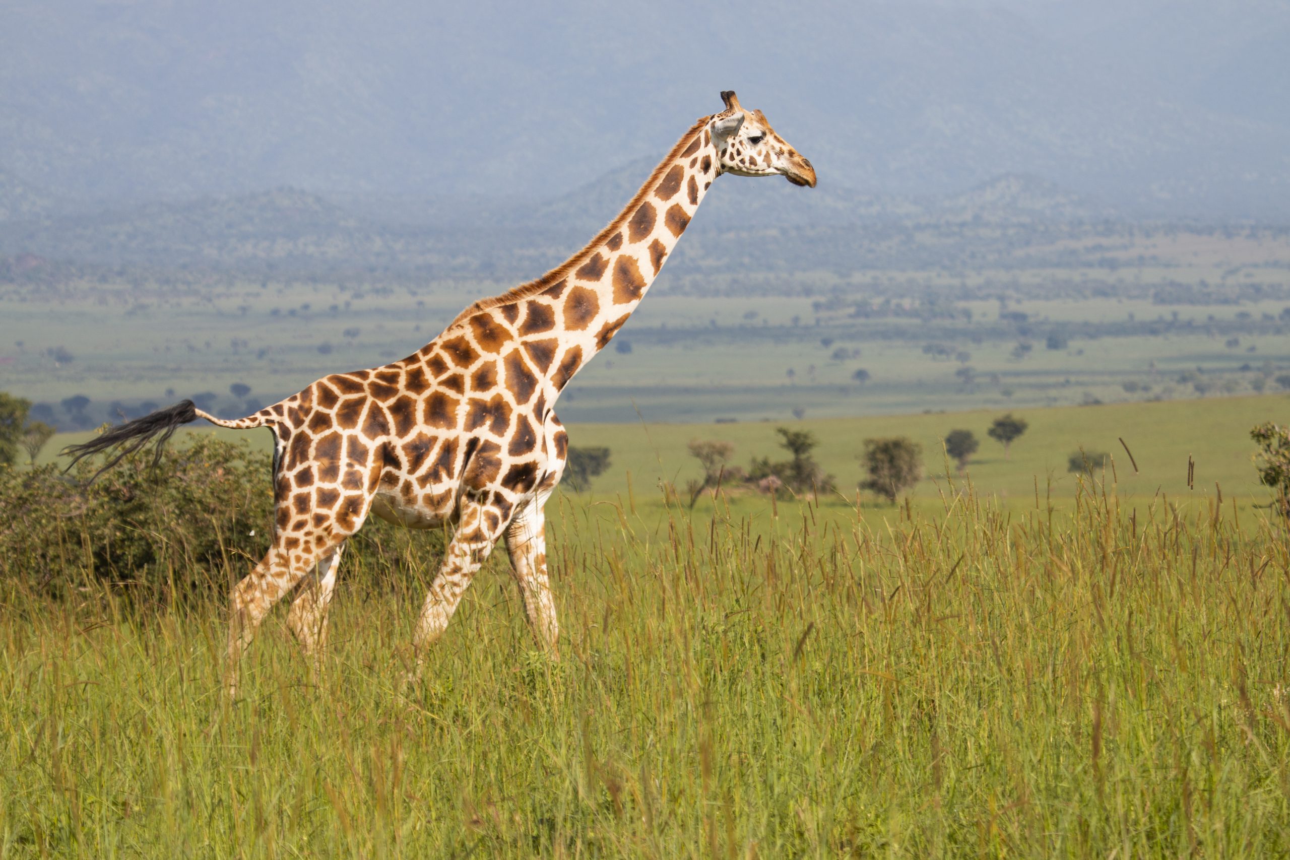 African wilderness landscape