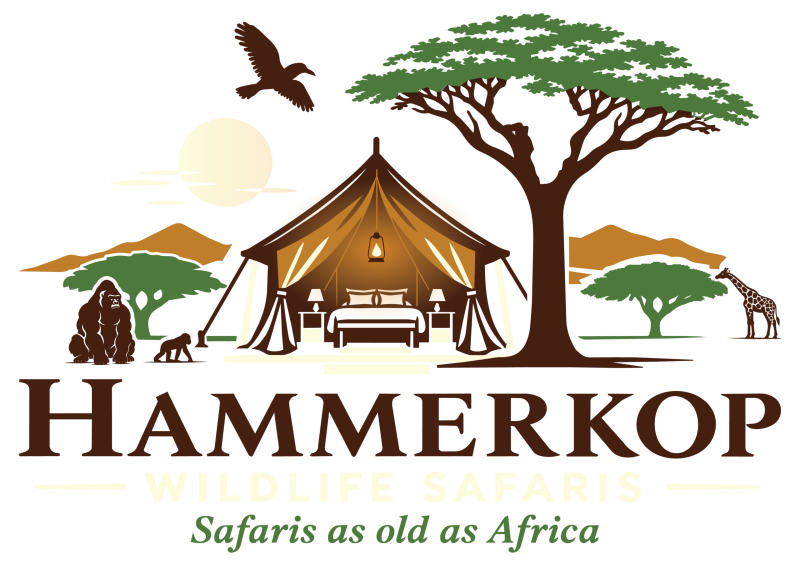Hammerkop Wildlife Safaris